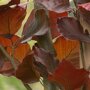 Rode zuilbeuk (Fagus sylvatica 'Dawyck Purple')